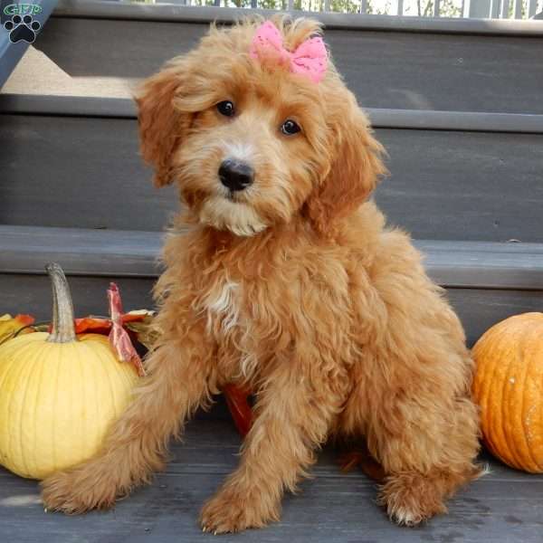 Trixie, Mini Goldendoodle Puppy